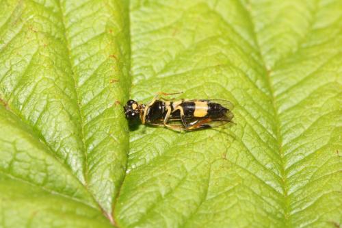 Emphytus cingulatus